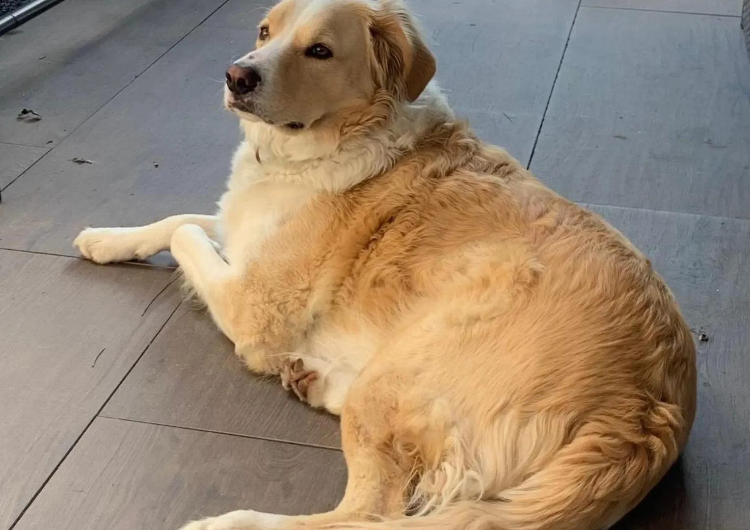 Cookie Home Dolomieux